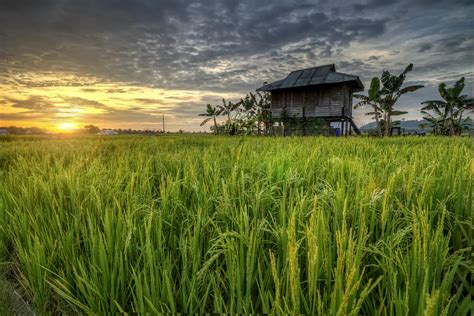 kampung sawah sagil ayer hitam johor - Abigail Turner