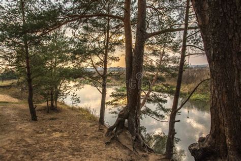 Falling trees on the river stock photo. Image of environmental - 113082476