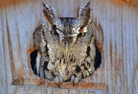 Screech-Owls Are Looking for a Home | BirdNote