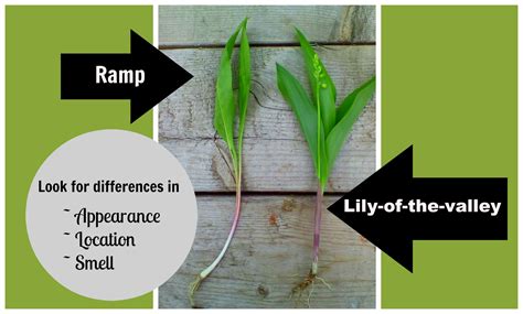 How to tell the difference between ramps and lily-of-the-valley - A Magical Life