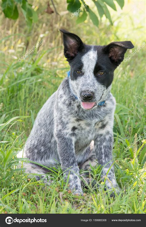 30 Best Images Texas Heeler Puppies - Texas Heeler | GreatDogSite | jmae3