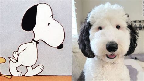 Snoopy is real! Meet Bayley, the cartoon dog’s doppelganger | CNN