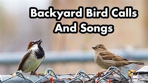 Backyard Bird Calls And Songs #1 - In Ontario - Bird Sounds and Chirps ...