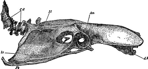 Fowl Pelvis | ClipArt ETC