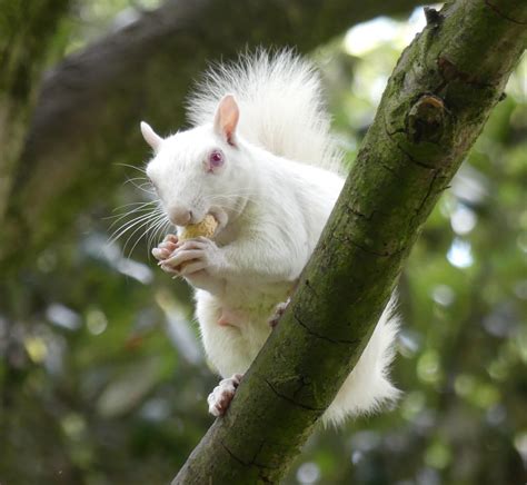 Albino Squirrel | Its been another long break from seeing ou… | Flickr