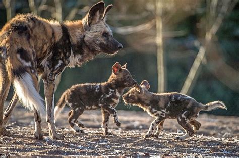 African painted dog pups are first to be born at Chester | Daily Mail Online