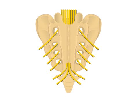 Sacrum and Coccyx Anatomy | GetBodySmart