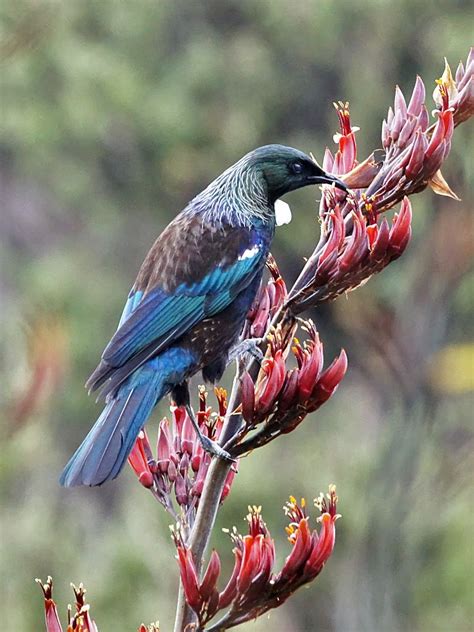 Feasting in nectar the Tui. Birds of New Zealand. | Pet birds, Beautiful birds, Tui bird