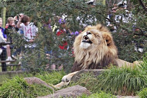 File:Lion - melbourne zoo.jpg - Wikipedia