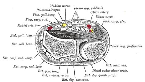 Ulnar artery - wikidoc