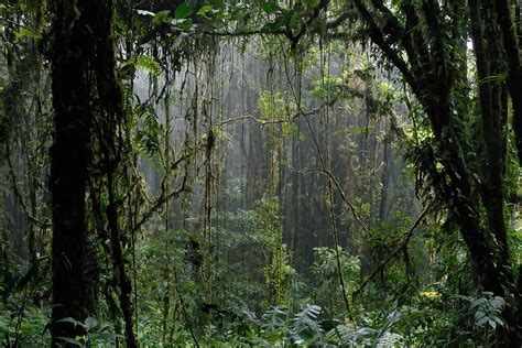 Santa Elena Cloud Forest Reserve Info, maps and links