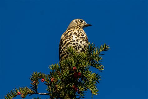 Mistle thrush - Ray Brown Wildlife Photography | Ray Brown Wildlife ...