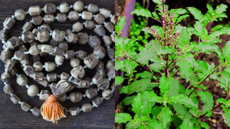 Benefits And Rules Of Wearing Tulsi Kanthi Mala | Know Here