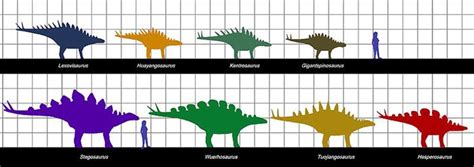 Stegosaurian Size Scale