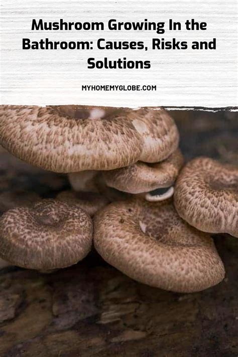 Mushroom Growing In the Bathroom: Causes, Risks and Solutions