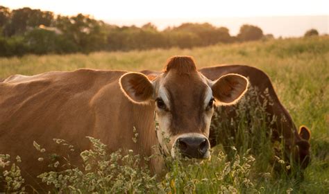 Raw Jersey Cow Milk - Grass-fed & Organically Pastured - The Family Cow