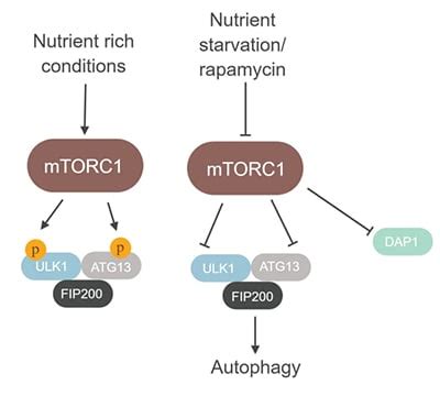 mTOR Signaling Pathway | Bio-Rad