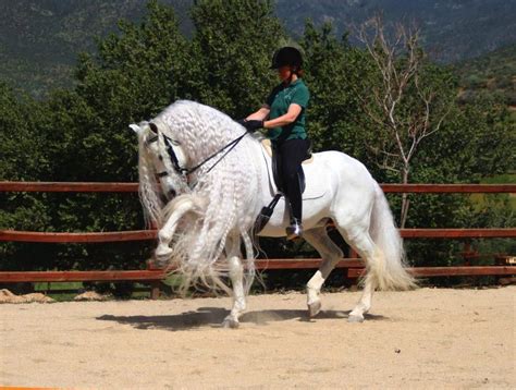 Beautiful! | Dressage horses, Most beautiful horses, Show horses