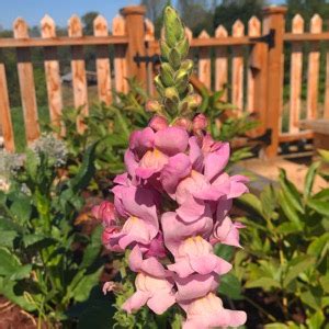 Collecting Snapdragon Seeds - How to Harvest Snapdragon Seed Pods