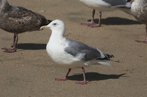 Iceland Gull | Audubon Field Guide