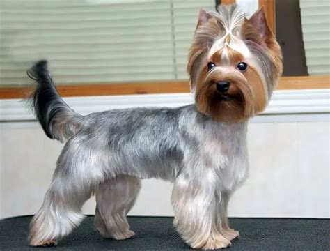 60 Damn Cute Yorkie Haircuts For Your Puppy – HairstyleCamp