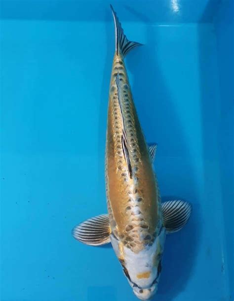 shiny fish - Cotswold Koi