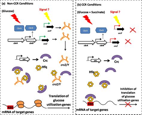 Mechanism of succinate mediated catabolite repression (SMCR) in ...