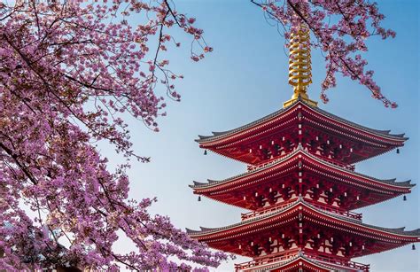 Cruise Vacation, Vacations, Sensoji Temple, Cherry Blossom Season ...