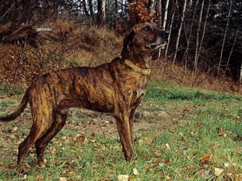 #Plott #Hound #Hunting #Dog | Plott Hound | Pinterest