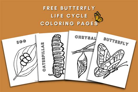 Free Butterfly Life Cycle Coloring Pages - Rooted Wings Co