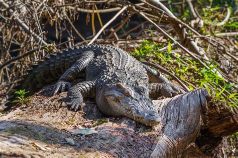 Siamese crocodile | Diet, Habitat, Conservation, & Facts | Britannica