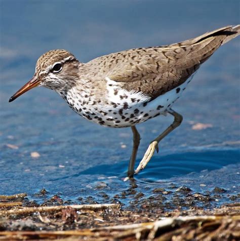 Spotted Sandpiper | The Audubon Birds & Climate Change Report