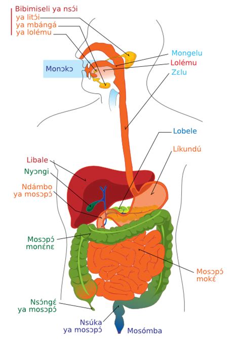 File:Digestive system diagram ln.png - Wikimedia Commons