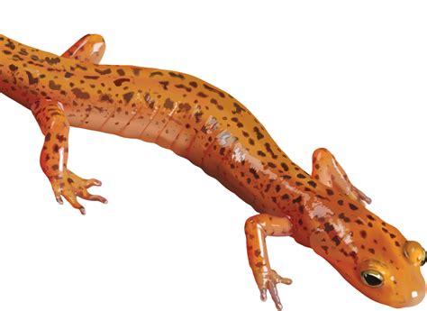 Salamander PNG Clipart | PNG Mart