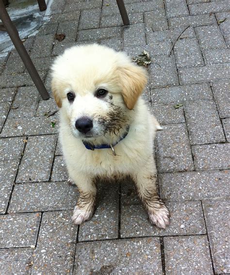 Great pyrenees mix puppies mn