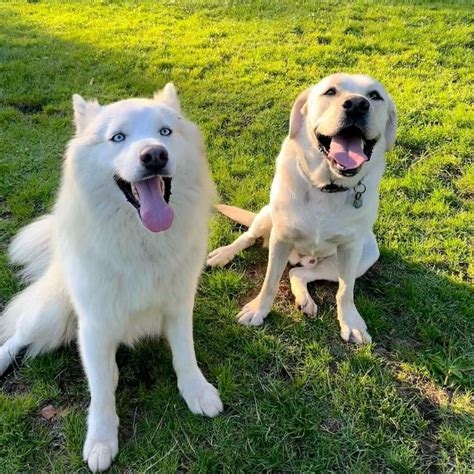 Samoyed Husky Mix (Samusky): Owner's Guide