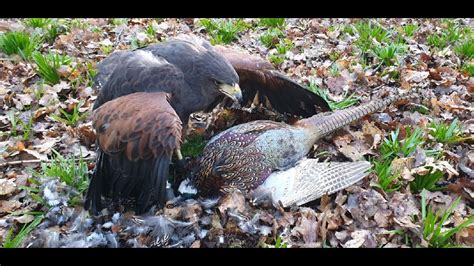 HUNTING WITH HARRIS HAWKS, THE ALL ROUND HUNTER - YouTube