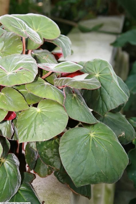 Begonia Types: Top 21 Types to Brighten Up Your Indoor Space