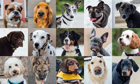 Dog Breed Quiz: What Dog Should I Get? – Forbes Advisor