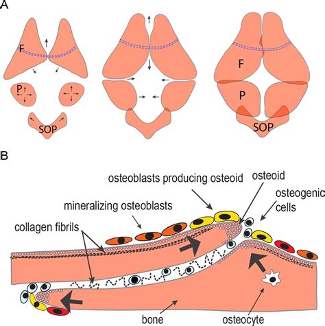 Schematic representation of the cranium development. (A) Developmental ...