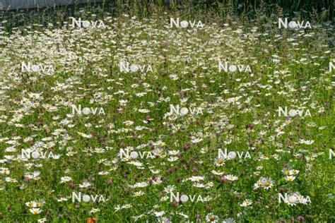 Wildflower meadow