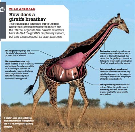 PressReader - Science Illustrated: 2017-04-01 - How does a gi­raffe ...