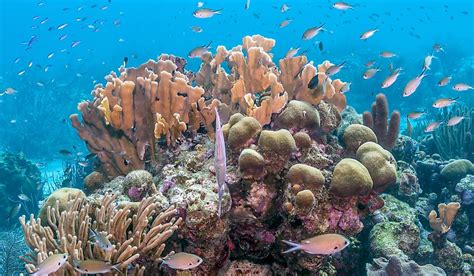 What Is The Conservation Status Of The World's Reef-Building Corals? - WorldAtlas.com