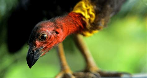 Bush Turkeys - Barung Landcare