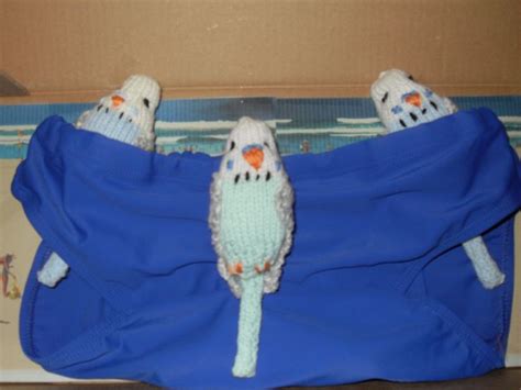 "Budgie" smugglers. A joke for my son-in-law | Budgies, Laundry clothes, Jokes