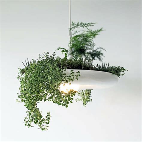 Plantas colgantes - ideas para el interior