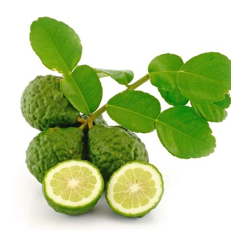 Dried Kaffir Lime Leaves Powder 100% Natural Product Of Thailand - Buy Kaffir Lime Leaves,Kaffir ...