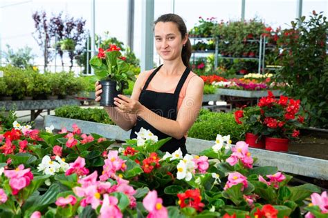 Young Woman Florist Holding Dipladenia Plants in Pots Indoors Stock ...