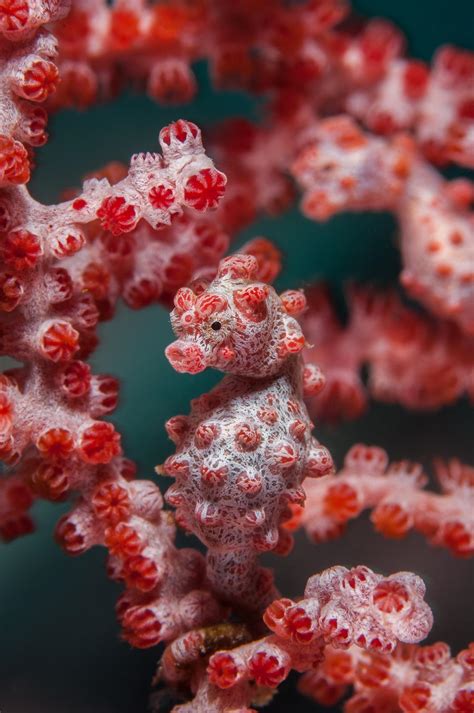 The Camouflage of this Pygmy Seahorse! : r/oceans