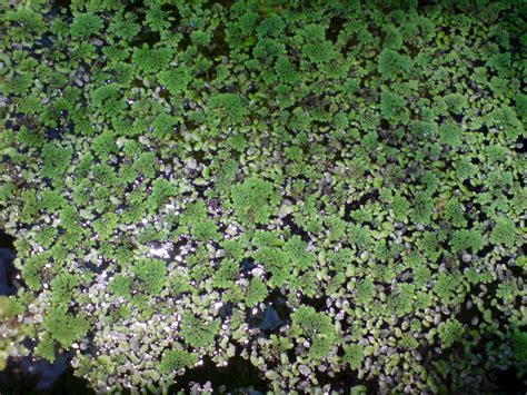 Azolla pinnata - UF/IFAS Assessment - University of Florida, Institute of Food and Agricultural ...